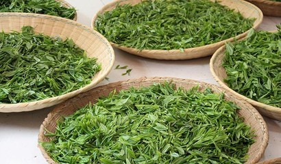 农家茶韵 一盏寻常，千杯真味