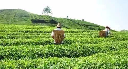 免费模式 从卖茶叶，到卖茶树，到卖茶园！
